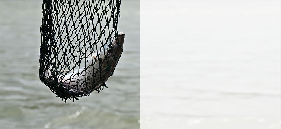 Landing Nets